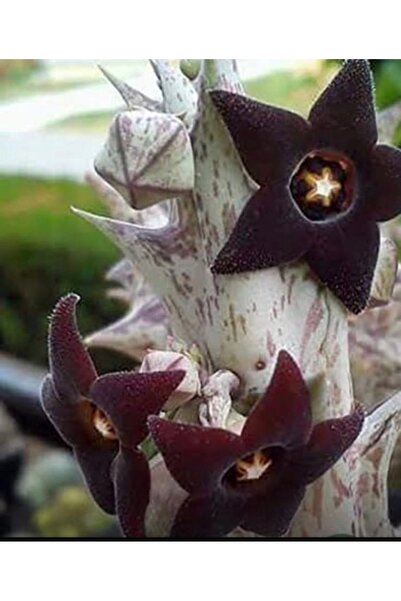 ATABEY ÇİÇEK Bordo minik açan kaktüs