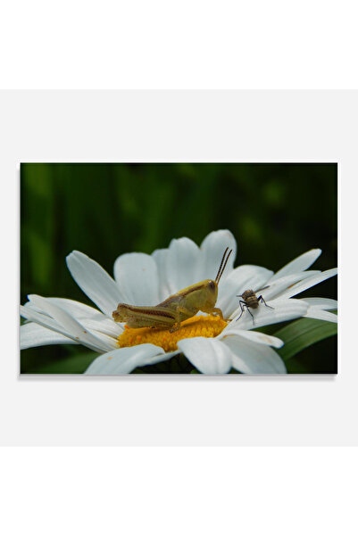 Arthub Kitchen Glass Panel, Stove Protection, Heat Resistant, Flowers, Cricket On Daisy