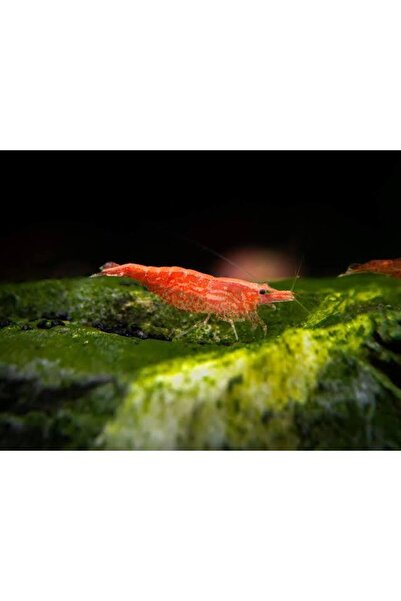 İthâl Bitki Kırmızı Sakura Karides 10 Adet