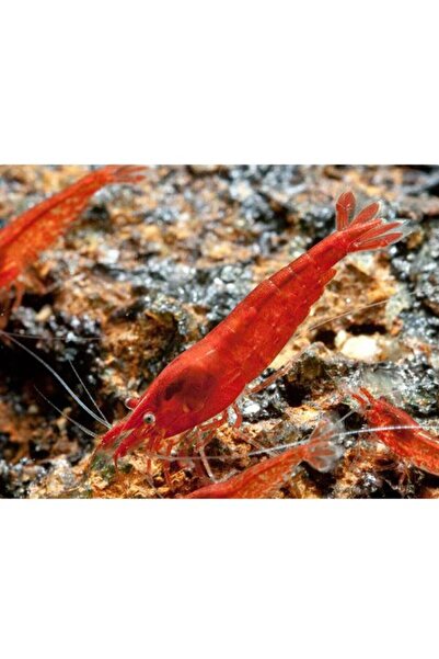 İthâl Bitki Bloodmary Karides 5 Adet