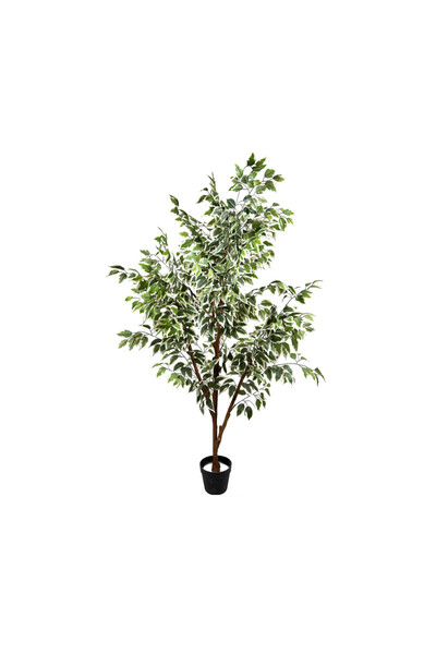 OEM Ficus 165cm