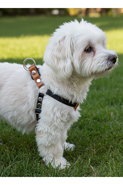 balkonda طوق للكلاب صغير الحجم، قابل للتعديل للسلالات الصغيرة والمتوسطة، حبل عمود فقري بعرض 1 سم، أسود اللون