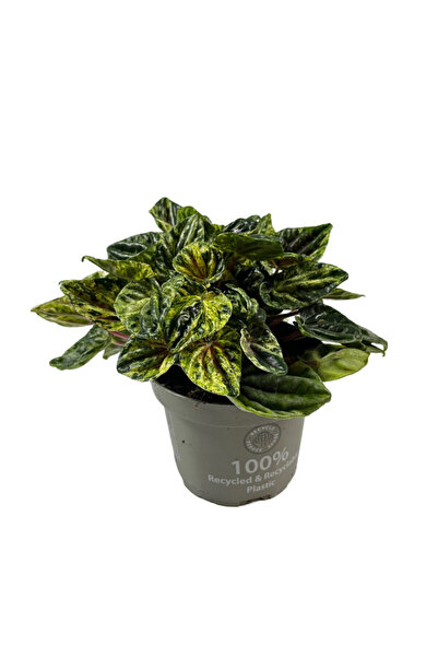 Betonish Peperomia Caperata 'Buenos Aires' (Zümrüt Dalgası Çiçeği)