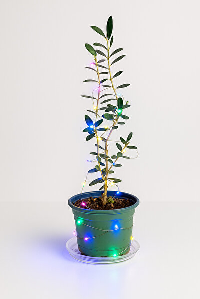 AUTO EMPIRE 2m Installation with Batteries Included Multicolor / Cool White