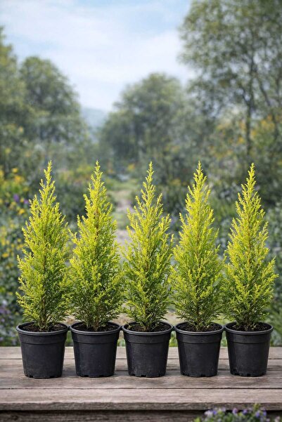 KB Botanik Limoni Servi Fidanı 2 lt Saksıda - 40 cm Canlı, Dayanıklı, Hızlı B...