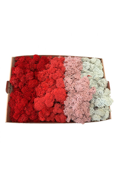 FantezieCuLicheni Mușchi stabilizat, Polar, 500gr, 4 culori alb-roz-roșu