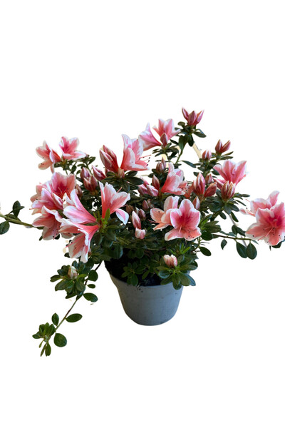 Betonish Rhododendron Indicum 'Pink White' (Açelya Çiçeği)