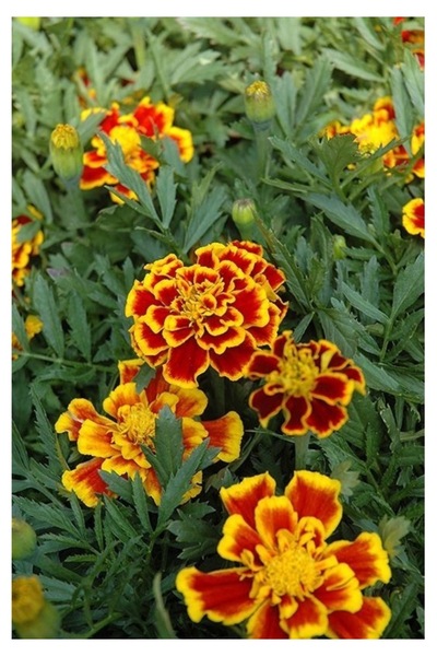 Köy Tohumları 10 Adet Köy Karagöz Kara Göz Kadife Çiçeği Kır Kadifesi Mezar Ç...