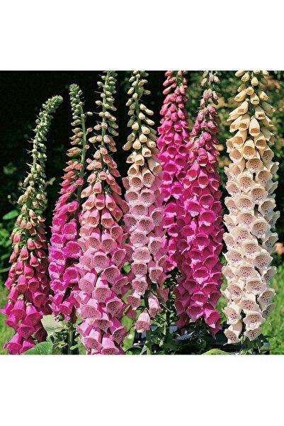 Köy Tohumları 50 Adet Tohum Nadir Karışık Renkli Kokulu Çin Digidalis Çiçeği ...