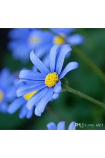 Köy Tohumları 10 Adet Tohum Nadir Mavi Renkli Açan Mavi Papatya Çiçeği Tohumu...