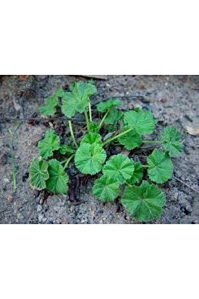 Köy Tohumları 20 Adet Tohum Nadir Yabani Organik Ebe Gömeci Otu Tohumu Taze H...