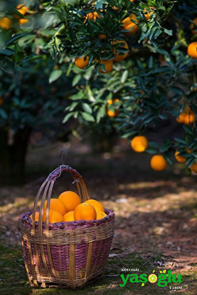 YAŞOĞLU TARIM KÖYCEĞİZ Köyceğiz Portakalı