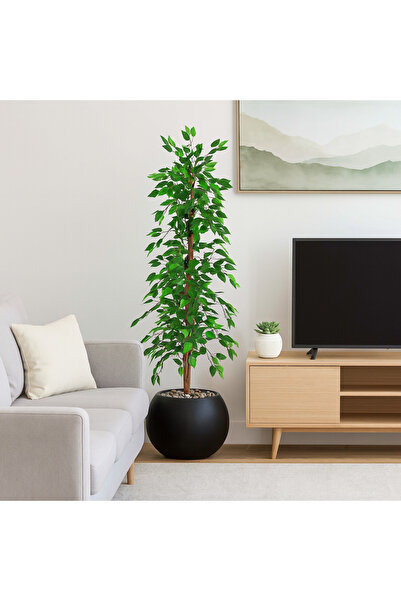 SADANHOME Ficus tree in a plastic pot - 155 cm