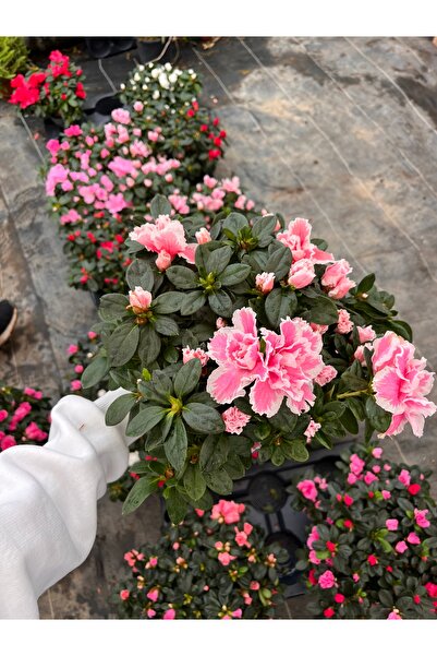 Bitkiihanem Açelya (Azalea) Sihirbaz