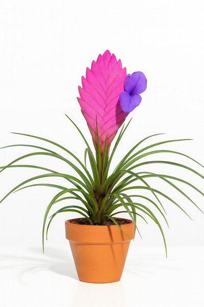 Estetik Tillandsia Hava Bitkileri 🌿 | Doğal ve Bakım Kolay