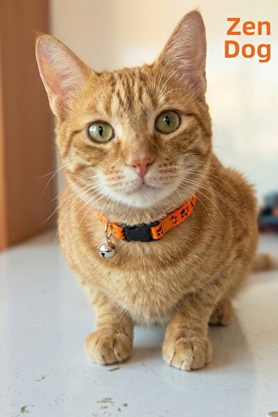 ZENDOG طوق قطط قابل للتعديل مع نمط مخالب وجرس