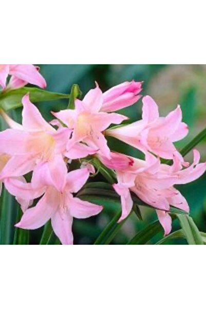 ATABEY ÇİÇEK Toz pembe Renk crinium zambak