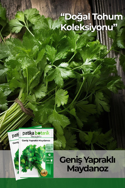 Patika Botanik 4000 Adet Ata Tohumu Yerli Geniş Yapraklı Maydonoz