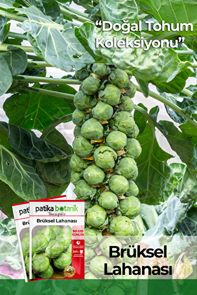 Patika Botanik 150 Adet Ata Tohumu Yerli Brüksel Lahana