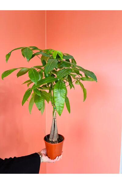 Green Pachira Aquatica Para Ağacı – İç Mekân Dayanıklı Tropikal Bitki – Berek...