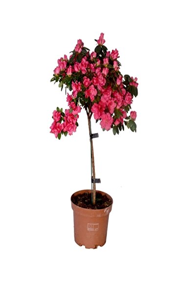 İlkadım Botanik Baston Açelya Çiçeği Pembe Renk (İthal P17)