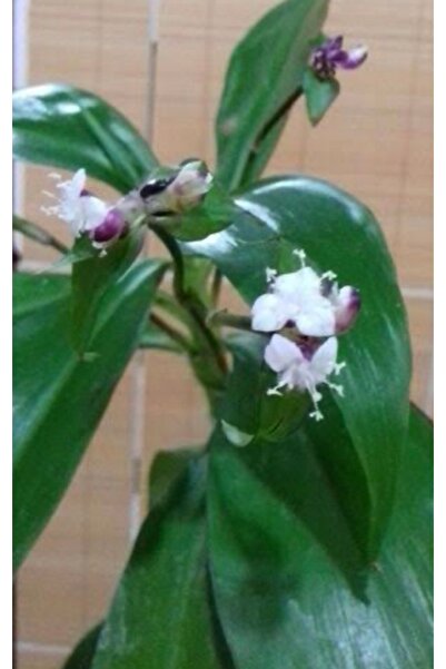 ATABEY ÇİÇEK Ahtapot Salon Çiçeği