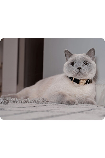 GoPawGo Charmlı Shadow Kedi Boyun Tasması