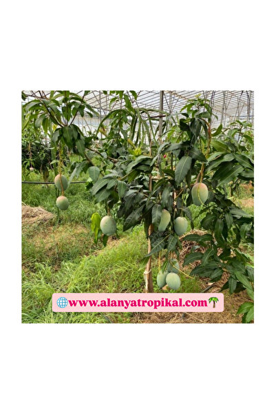 Alanyatropikal MANGO (ADET)