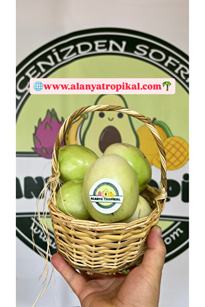 Alanyatropikal PEPİNO MEYVESİ (2 ADET)