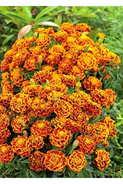 Karahasanoğlu Tarım YERLİ FRANSIZ KADİFE (KARAGÖZ) ÇİÇEĞİ TOHUMU 50 ADET TOHUM