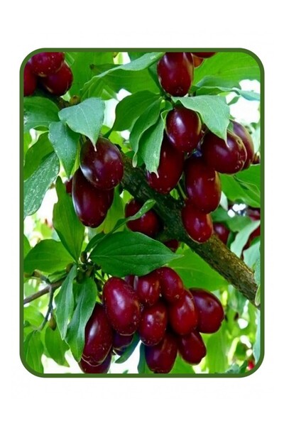 ÇANKIRI BOTANİK Tüplü Aşılı İri Meyveli Kızılcık Fidanı 100-200 cm