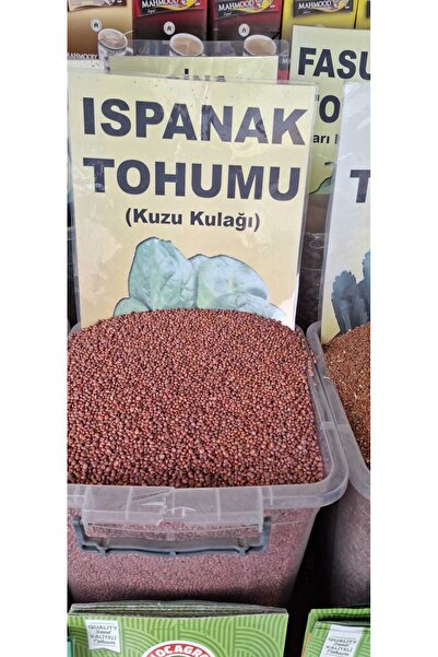 tarmoni Ispanak Tohumu (Kuzu Kulağı,Rumex Acetosa)