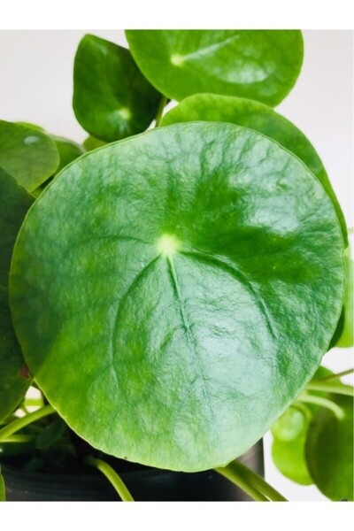 Mimoza Çin Pilea Peperomioides Çin Para Ağacı - Ev Ofis Salon Iç Mekan Bitkisi