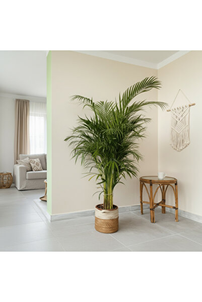 Green Areka Palmiyesi Areca Dypsis Lutescens 140-160cm