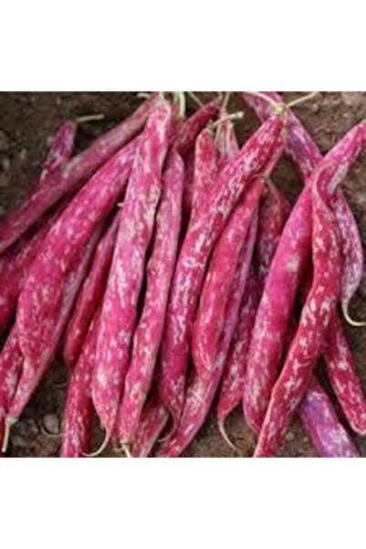 Köy Tohumları 200 Adet Tohum Organik Oturak Bol Verimli Köy Barbunya Tohumu Ç...