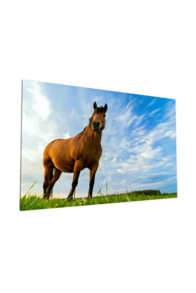 PozaTablou Pictură pe pânză: Cal în peisaj sub cer albastru 70x50 cm