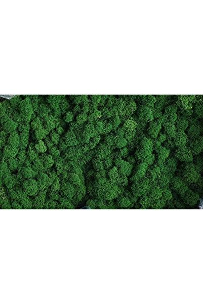 FantezieCuLicheni Licheni naturali stabilizați, 250gr, leaf green