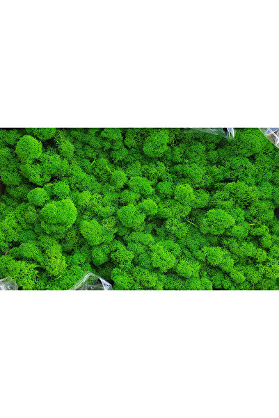FantezieCuLicheni Licheni naturali stabilizați, 250gr, summer green