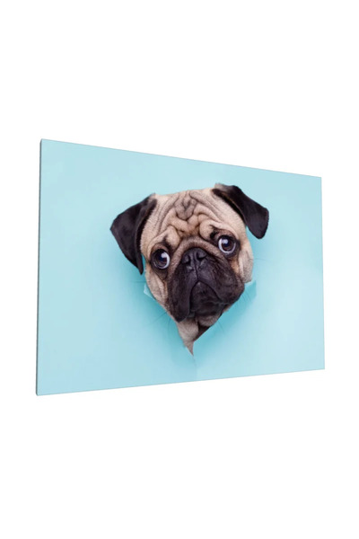 PozaTablou Pictură pe pânză: Cățeluș drăguț pe fundal turcoaz 40x30 cm