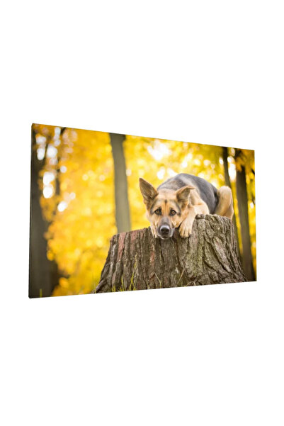 PozaTablou Pânză: Câine pe un trunchi în pădurea de toamnă 100x60 cm