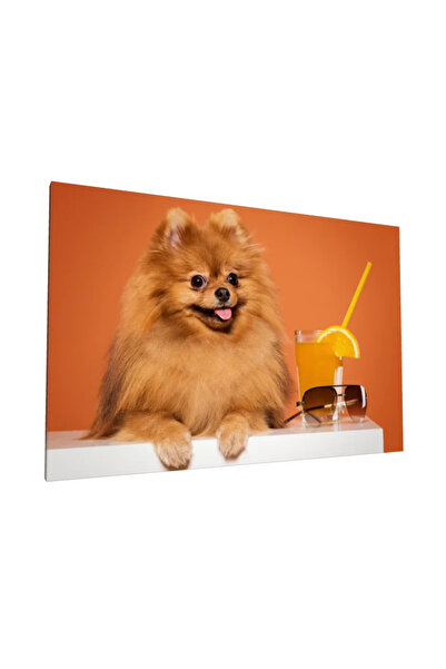 PozaTablou Pânză cu Pomeranian jucăuș pe fundal portocaliu 100x70 cm
