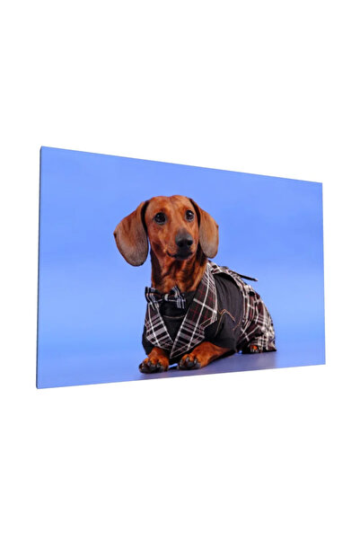 PozaTablou Canvas Dachshund Elegant cu Papion 120x80 cm