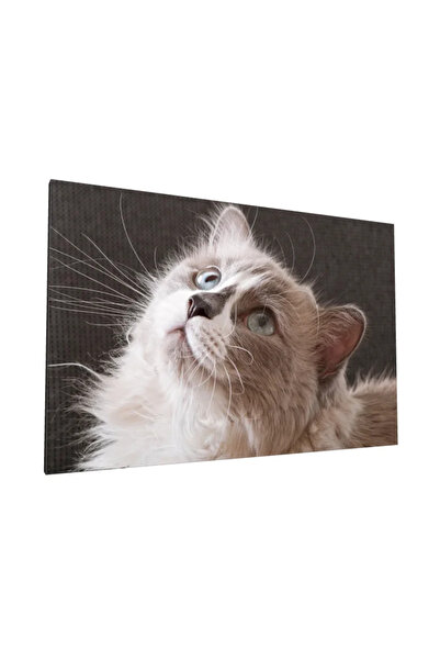 PozaTablou Pictură pe pânză – Portret de pisică pufoasă 120x80 cm