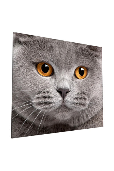 PozaTablou Pictură pe pânză: Portret de pisică cu ochi aurii - 20x20 cm