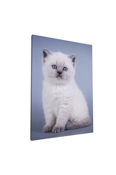 PozaTablou Pictură pe pânză - Pisicuță albă cu ochi albaștri (80x110 cm)