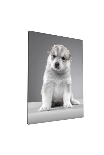 PozaTablou Tablou pânză cu cățeluș husky adorabil pe fundal gri 80x110 cm
