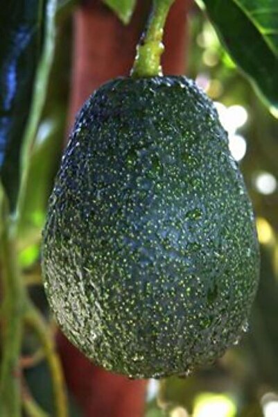 TROPİKYUM AVOKADO 10 Adet 200 Gr Orta Boy Taze Hasat Yerli Üretim