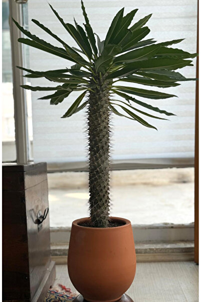 Le Bitki Atölyesi Madagaskar Palmiyesi – Pachypodium lamerei Dekoratif Form &...
