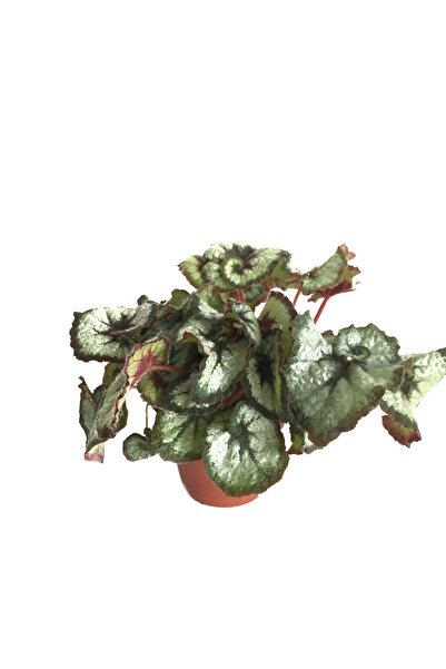 Betonish Begonia Rex 'Escargot' (Begonya Çiçeği)