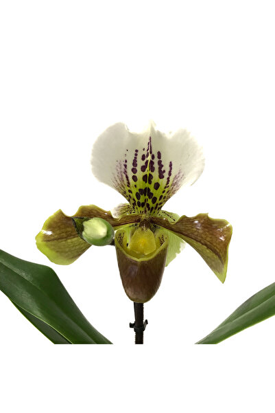 Betonish Paphiopedilum Insigne (Terlik Orkide)